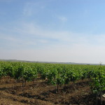 Grapes for the production of Nero d'Avola